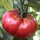 Plants de tomates 'Rose de Berne' : barquette de 3 plants